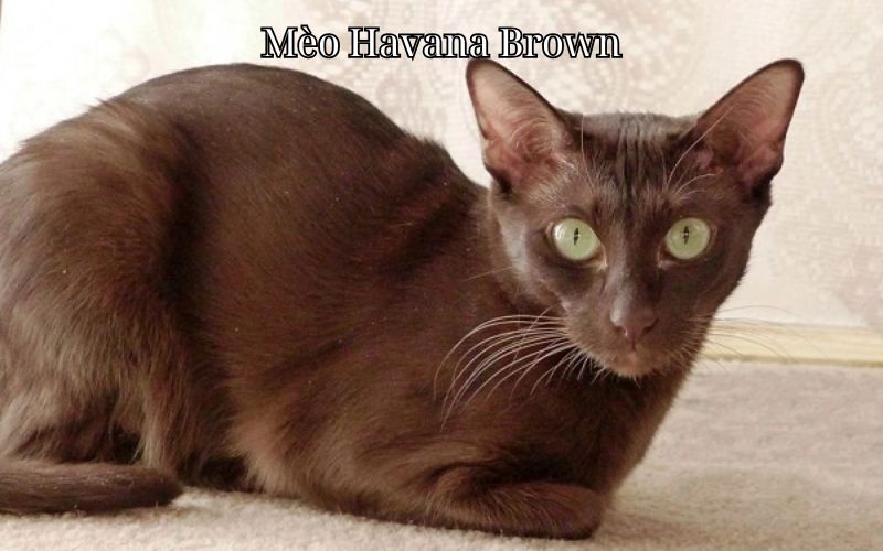 Mèo Havana Brown